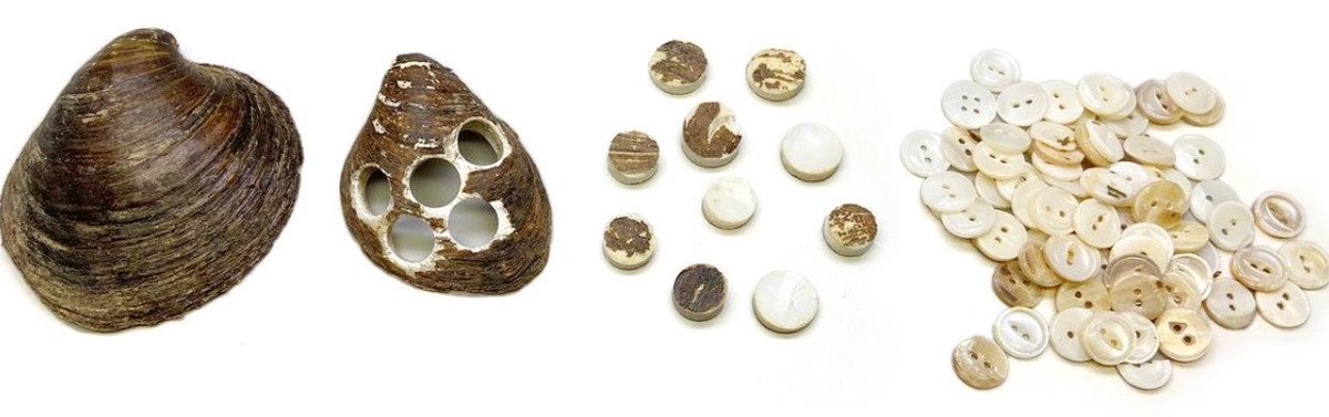 MoundLore's tweet photo. There are mussel shells along Midwestern rivers with neat circles cut out of them. The missing pieces went onto somebody’s shirt.

By 1905, Muscatine, Iowa, was producing 1.5 billion buttons a year. Workers cut them from freshwater mussel shells hauled out of American rivers. “Pearl buttons” came from the shell itself, the lustrous inner layer called mother-of-pearl.

The harvesting equipment was simple and ugly. A boat dragged lines of metal hooks across a mussel bed. When a hook touched the animal inside, it clamped shut. Its own reflex helped pull it out of the river.

At the factories, workers drilled circular blanks from the shells, ground and polished them, then drilled the sewing holes. Women sorted the finished buttons by color. A clothing manufacturer wanted thousands that matched. The river supplied different species, different shades.

As nearby beds thinned out, suppliers went farther afield. Mussels take years to grow. A factory could cut through the supply much faster.

In 1908, Congress established the Fairport Biological Station near Muscatine to research and propagate freshwater mussels. Button manufacturers supplied the land. Their industry had reached the point where keeping the animals reproducing had become a federal research problem.

The punched shells went back into rivers or found other uses. In Indiana, factory waste surfaced roads and walkways. Some lined graves.

A shell full of round holes is worth a second look. You’re seeing what was left after someone cut the merchandise out.