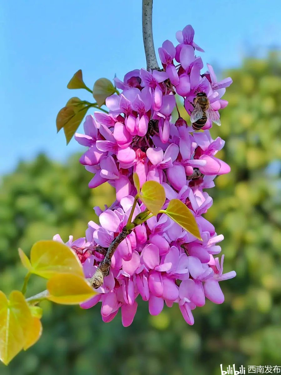 HXd5NVVxQthHn4k's tweet photo. [檀恢紫（たんかいし）の花びらが、風にゆらゆらと舞う。春の気配を感じる一秒です]， https://t.co/1FfzmcxTnJ