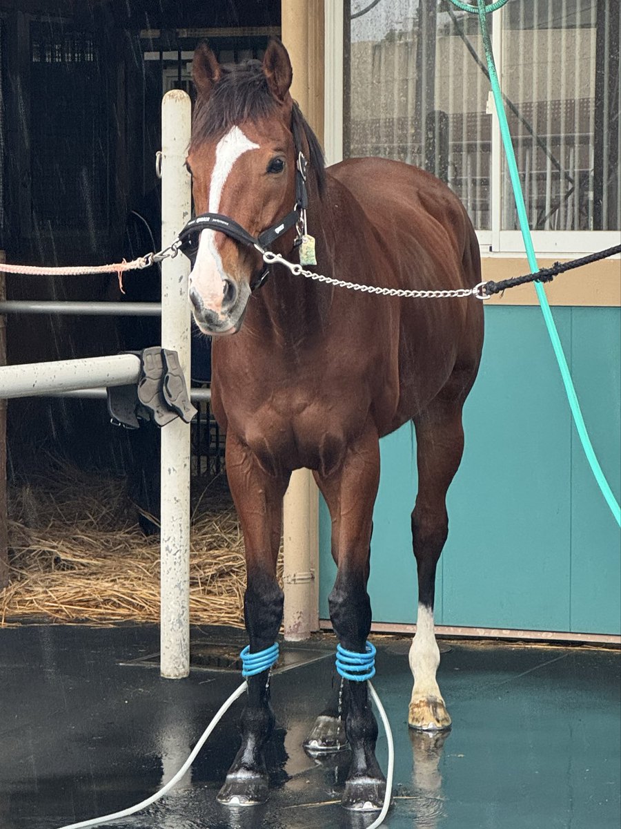 fukuchan_black's tweet photo. 小倉競馬場のニューフェイス✨

父 :ブラックタイド
母 :シュガーハート
キタサンブラックの全弟！
エブリワンブラック〜🏇

推しの弟！！！！！
お目めがキラキラ✨
見て下さい！シトシト雨の日でもこの爽やかさっ！！！！
イケメンです〜〜🥹🥹🥹❤️

#エブリワンブラック
#小倉競馬場
#誘導馬 https://t.co/xe6XQ8h9YO