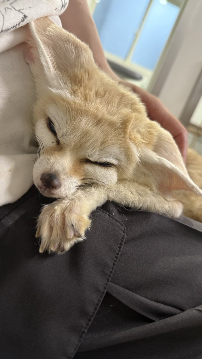 kujirakawa_365's tweet photo. 人間の膝の上だーいすききつね https://t.co/VjI62ESbr0