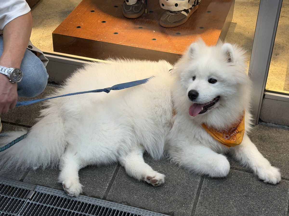 KCMAN417099's tweet photo. 狗會知道誰是真心愛狗的人
薩摩耶自己靠過來要摸屁股 https://t.co/MhxkZi91Mn
