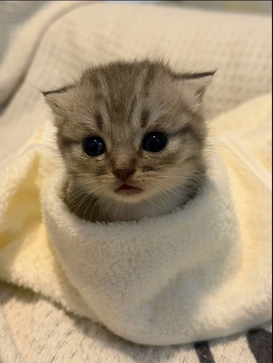 catsworldaura's tweet photo. https://t.co/KpBXEMyLUx