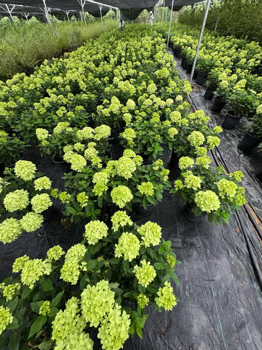 Silversoul8757's tweet photo. [園のツルが咲き誇る、小さな園芸コーナーで見つけた錐状の花。今日のお気に入り！] https://t.co/mnREJ2lRdb