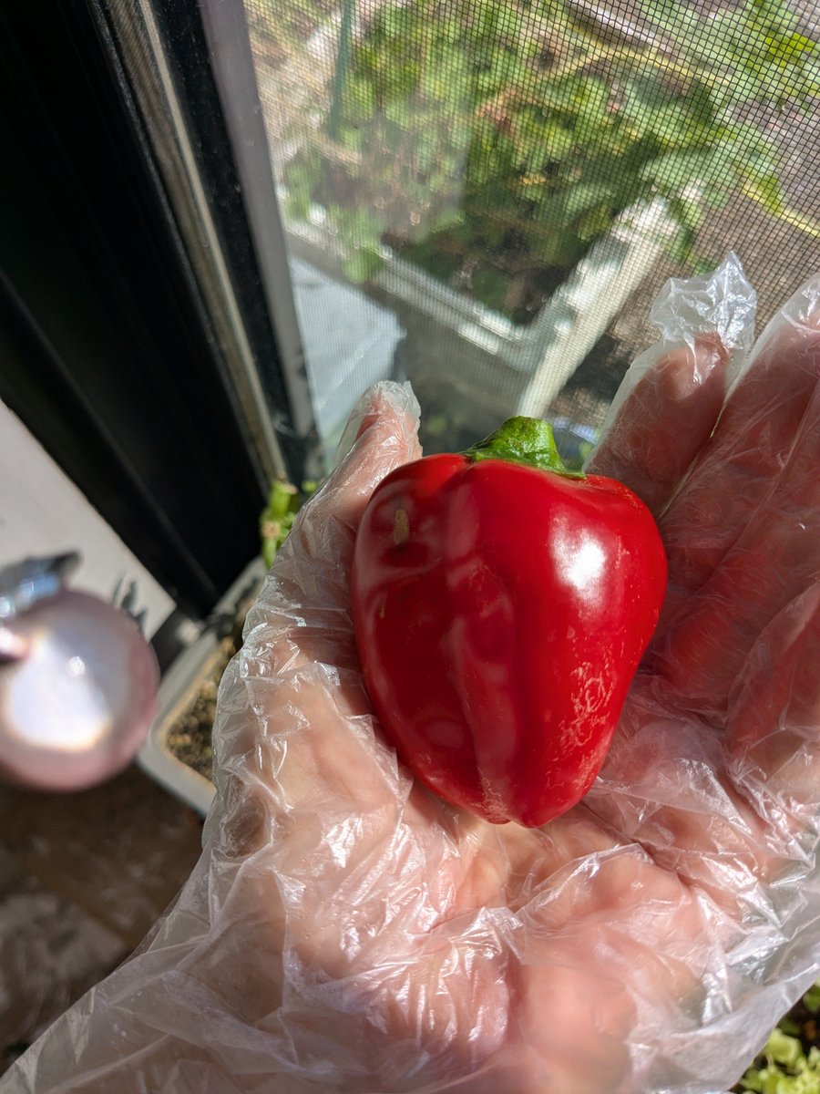 JOY197136's tweet photo. お天気のいい日に収穫したもの…
種取ろうとしてたピーマンがキレイに真っ赤に熟れて。
サラダに入れて、美味しくいただきました。 https://t.co/Q7QQuHUahQ
