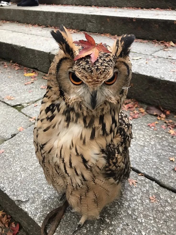 lovefordiluc's tweet photo. #merowl as animals 🦦🦉 https://t.co/Bv5LuYR9u8