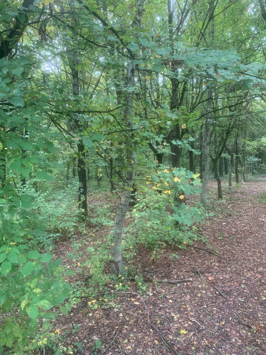 Filzi4's tweet photo. Un giorno i costruttori arrivano e ti offrono una somma “importante” per rilevare il podere e costruire un nuovo quartiere. Poteva essere un film già visto e invece al posto dei condomini, un bosco aperto a tutti. Questa in soldoni la storia del Bosco Spaggiari a Parma. https://t.co/GHkfSvkpZM