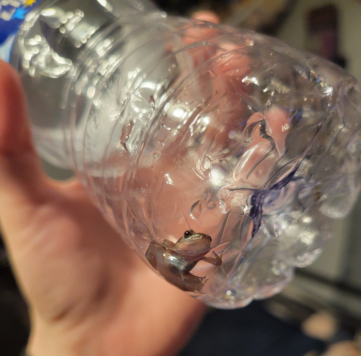 BattsRule's tweet photo. HOW DID A FROG GET INTO MY ROOM?!?! https://t.co/qR0UUqbQkl