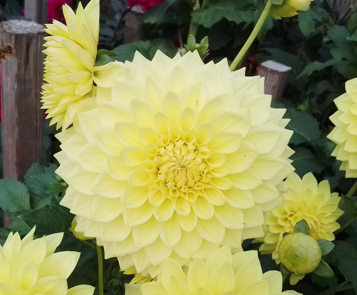 PhilsPlot's tweet photo. One of the stunning dahlias at Aston Pottery #sundayyellow #dailydahlia #dailypicturetheme https://t.co/RJKZZuFF77