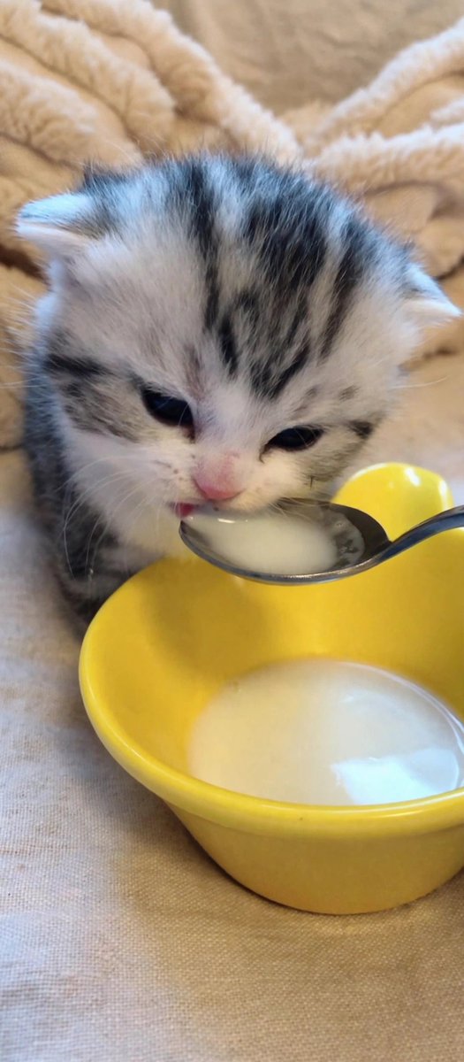 Petsloverqaif's tweet photo. Good afternoon 🌞 https://t.co/LLzb86mwUg