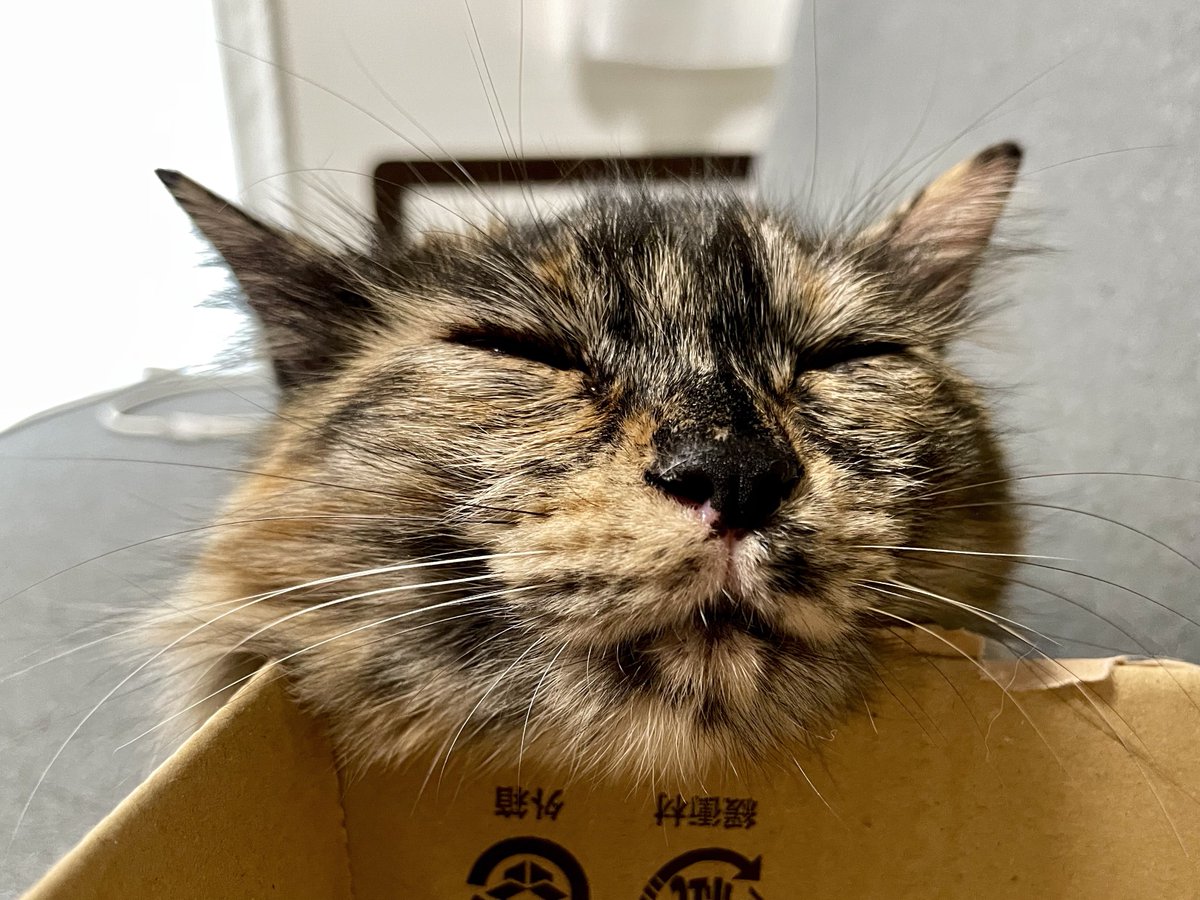 ms_burube's tweet photo. あら、またまた、いいもの買いましたね https://t.co/BIBxuWW5Pk