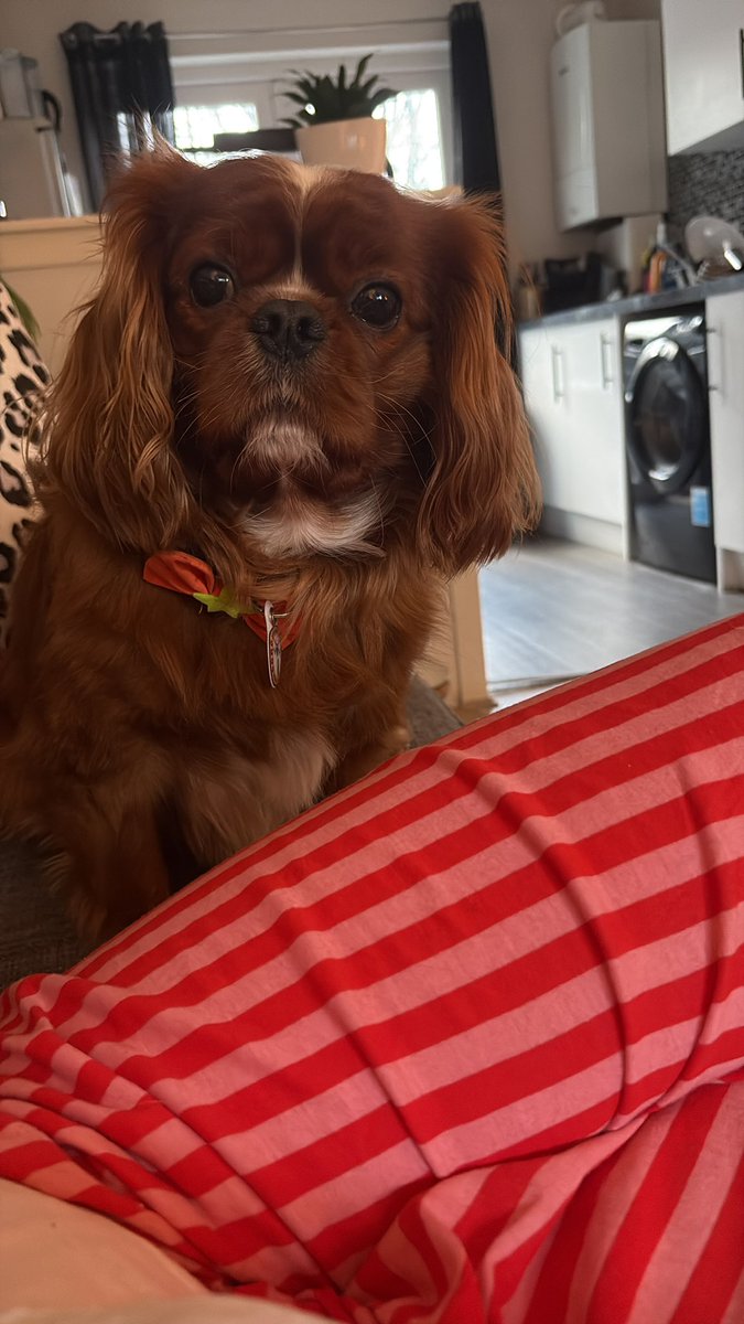 MsVC79's tweet photo. This dickhead thinks we should be out a walk. Told him I don’t fancy having to travel to Arran to collect him after one big gust. He also hates the rain so I dunno why he’s giving attitude. https://t.co/lOJgCfu3xd