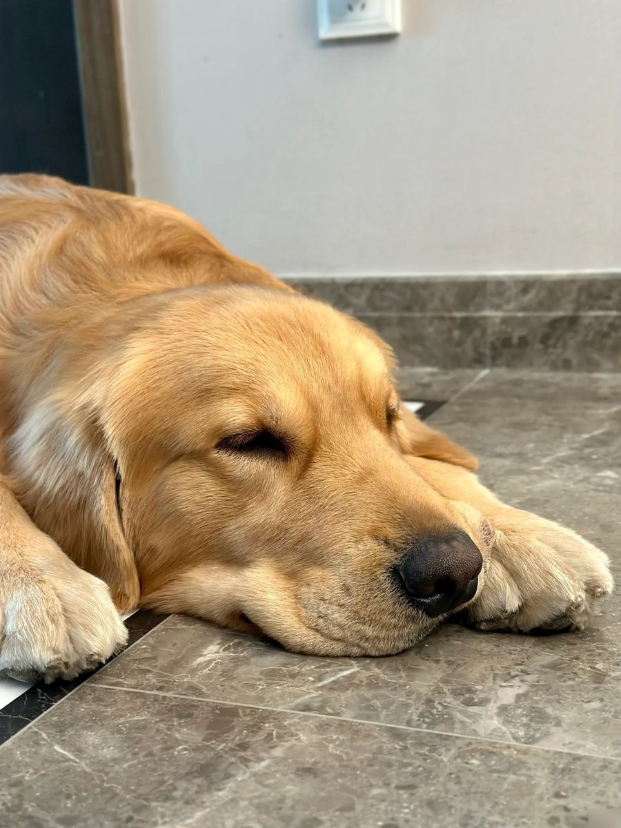 M11seiun2's tweet photo. 朗らかな日差しの下、涎を垂らして眠るのは、善き犬だ！ https://t.co/W7bEi9owww