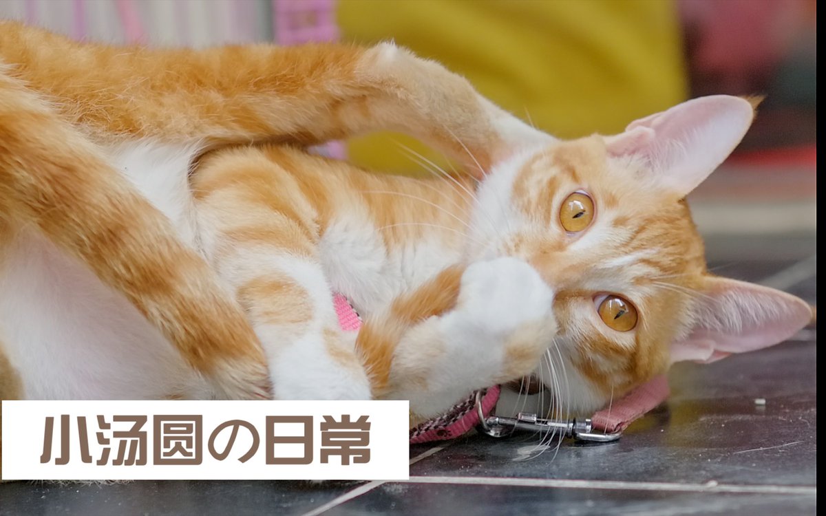 K6h8ESxqMbuFTQE's tweet photo. 澄醚姑仔による特別な瞬間を共有！， https://t.co/13t7agOGAi