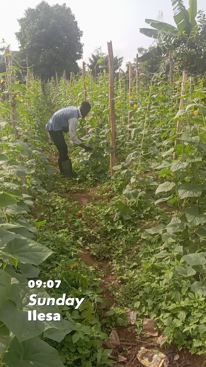 Medayese_Ijesa's tweet photo. Day 40
Harvest Has Started and coincidentally, today is my church’s Children’s Harvest.
Na cucumber I go carry go church

From planting to nurturing and now harvesting, the joy of seeing the fruits of my labour is indescribable.
Lord, thank You for the harvest.
#FarmerMedayese https://t.co/LiMnjTZAOn