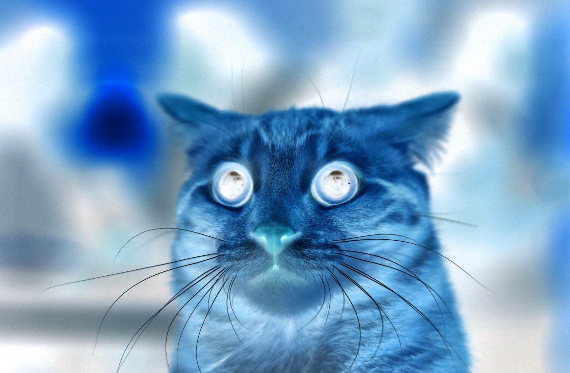 imnotthebyecat's tweet photo. WHAT DOES THAT MEAN https://t.co/sEa8AcEPTa