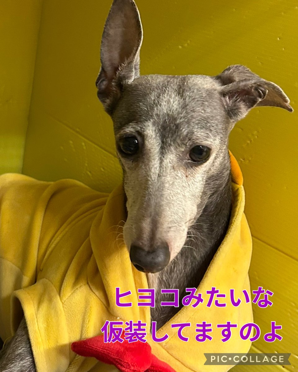 hogokencafeten1's tweet photo. #イタリアングレーハウンド
🐶キッシュ💕
5歳 女の子 5.35kg

少し人見知りで最初は緊張しちゃうけど、慣れると「なでて〜」と甘えん坊モード全開になります💖撫でるとウットリなお顔に🥰毎日優しく声掛けをしてあげると心の扉を少しずつ開けてくれます🍀
ご飯やおやつが大好きな食いしん坊な一面も🍚 https://t.co/O8mTIGk4sZ