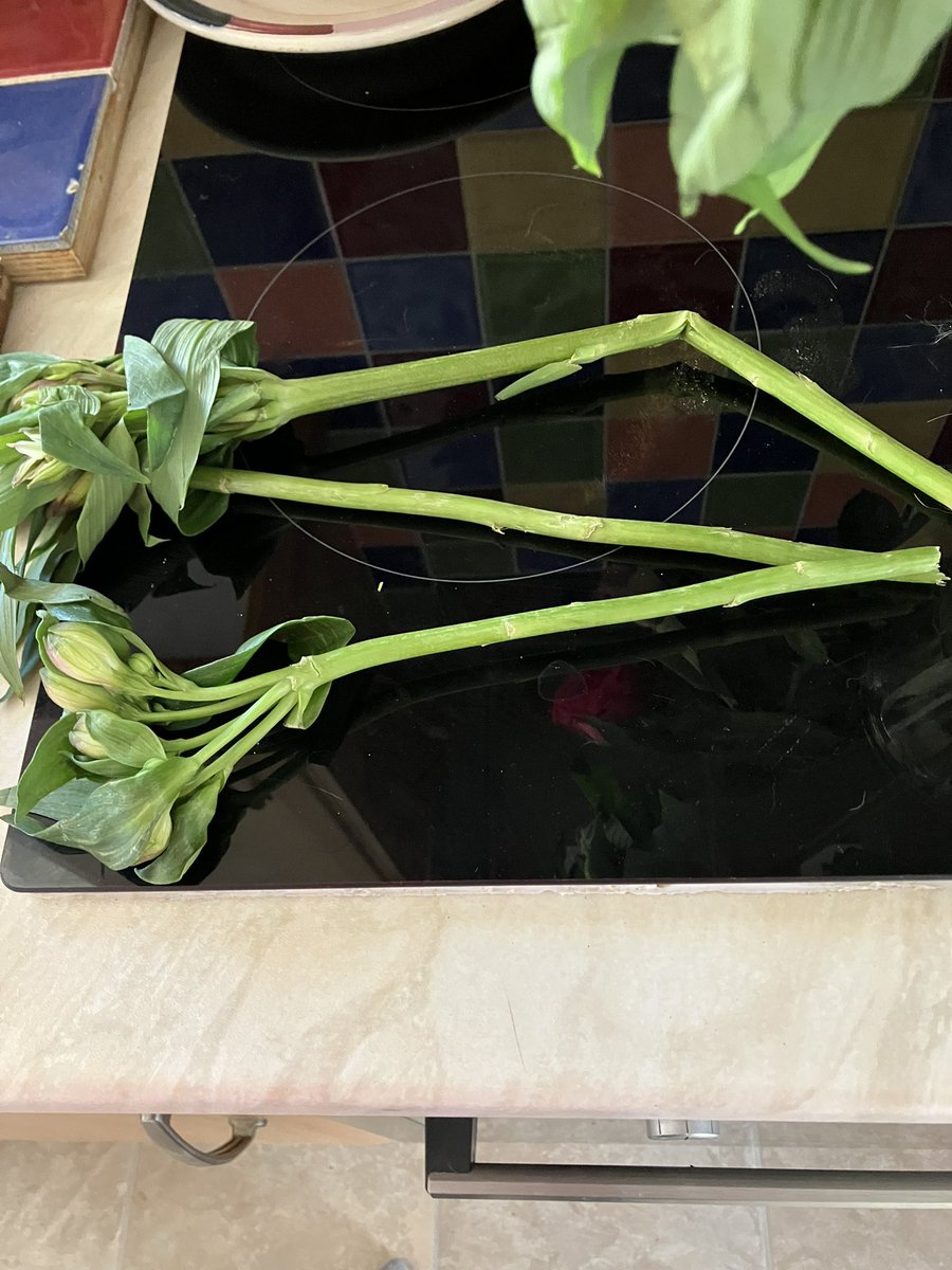 JenniferGi52886's tweet photo. @nextofficial I think these flowers are not only delivered ‘sleeping’ they are actually deceased. Absolute awful. Box open, stems snapped and most disappointing https://t.co/L1MhY9dui2