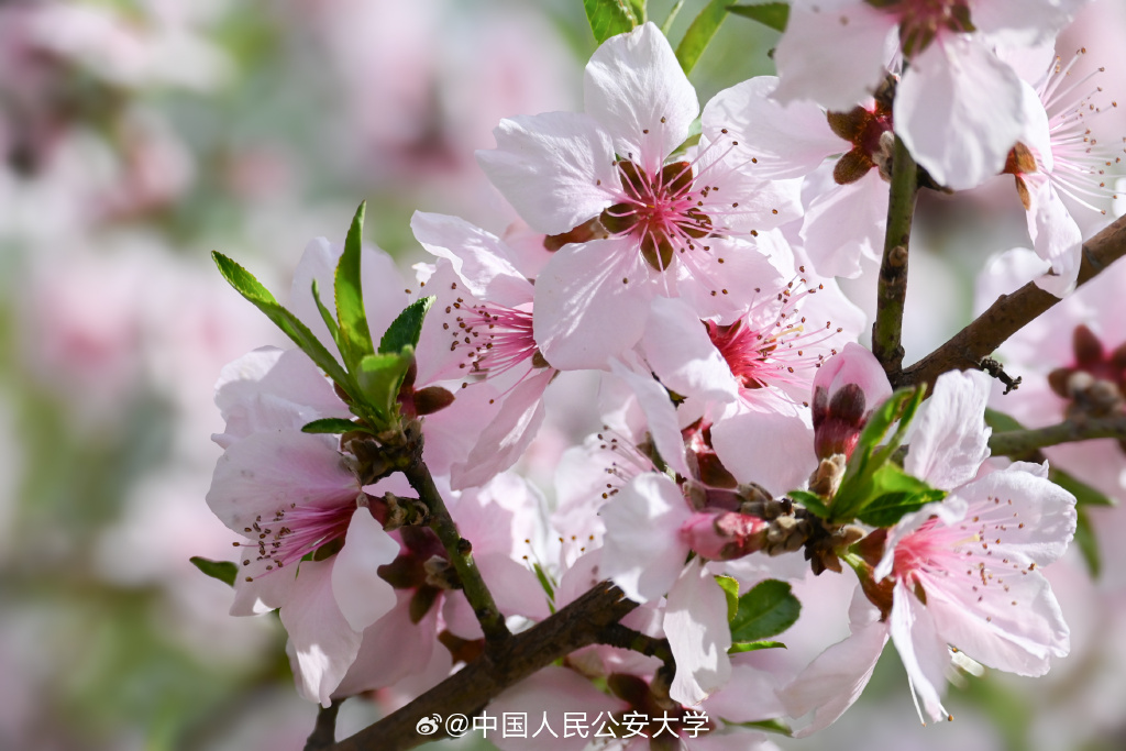 chr_r910's tweet photo. [握栏のそばに炊き立てのごはん、芽吹く春の気配]， https://t.co/XRnKHR3a3i
