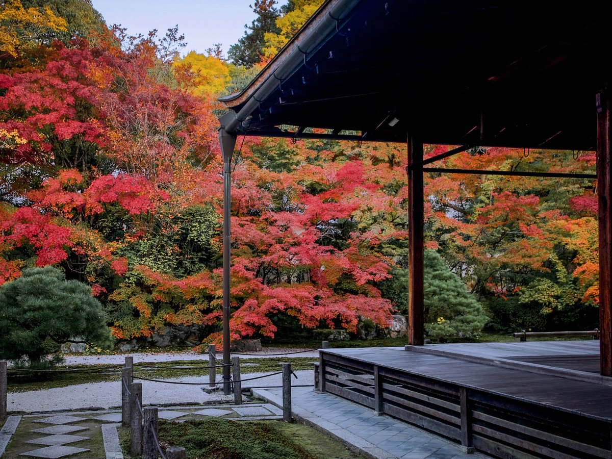 3m1ek's tweet photo. これ全部、11月前半までに見られる京都の紅葉なんです https://t.co/x8c3Ln8PJj