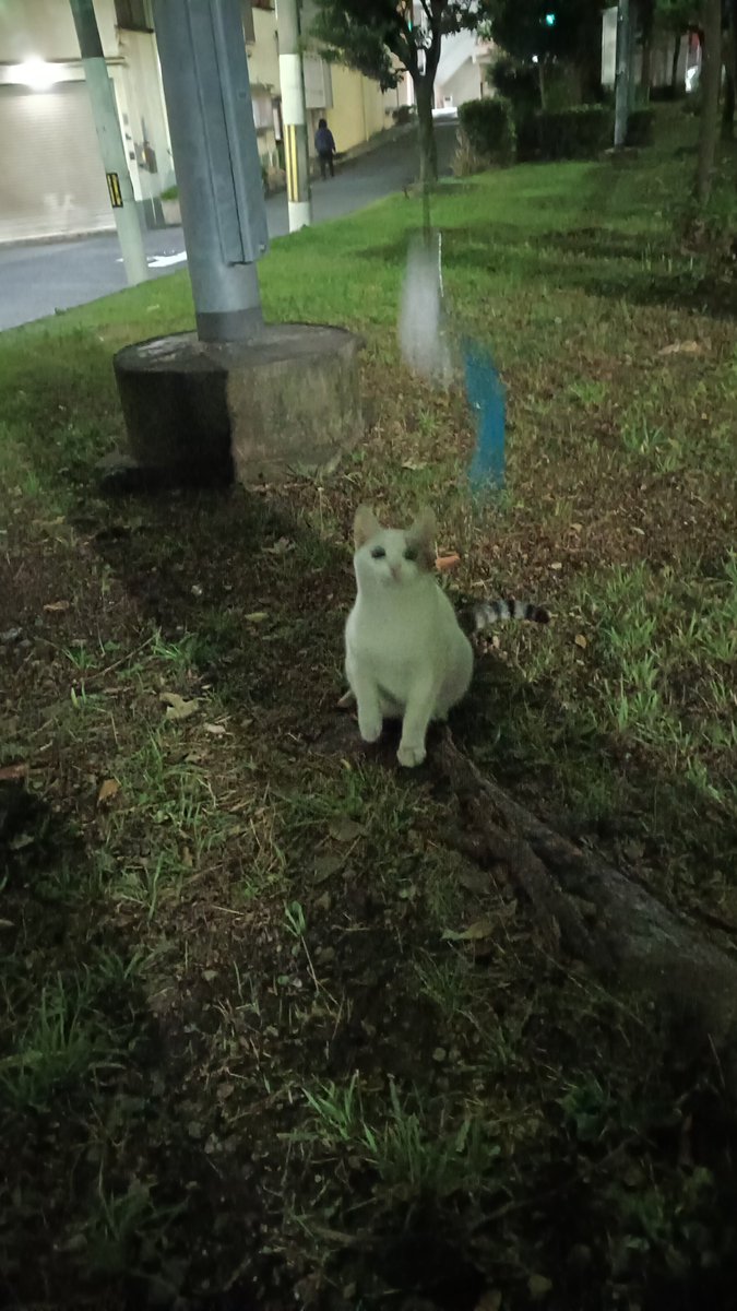 Donpach_gon's tweet photo. ノラシロと遊ぼう
また🐶が来て猛ダッシュで逃げた😿 https://t.co/uJxJfrLwJe