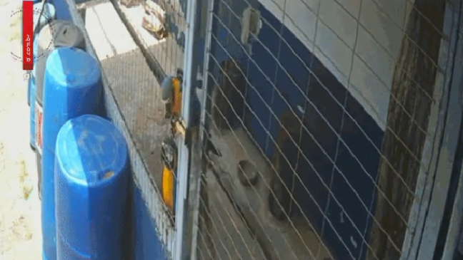 4devvvv's tweet photo. A MACAW PICKED A LOCK AND ESCAPED ???

A macaw in Brazil literally picked the padlock on CCTV and escaped with her partner. Lara got rescued, Larinha is STILL on the loose

https://t.co/xbeRHOEoFD

never been run wtf?? So genny
$Larinha - The Lockpicking Macaw https://t.co/huGdbVE71i