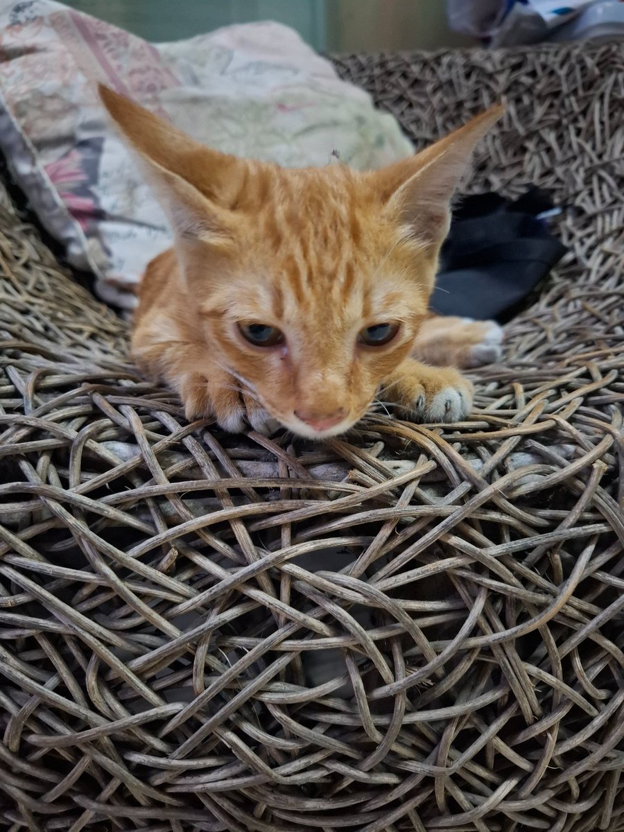 Pulin191's tweet photo. ช่วยรับน้องไปดูแลด้วยนะคะ
เจอน้องอยู่ใต้ท้องรถ

หาบ้านให้แมวเด็ก เป็นเด็กผู้ชายประมาณ2-4เดือน กำลังซนน่ารักขี้อ้อน
จะทำหมันและวัคซีนให้

📌กทม. ยินดีไปส่งถึงที่ฟรี ไม่มีคชจ.

#ทาสแมว #หาบ้านให้แมว #หาบ้านให้ลูกแมว #แมวหาบ้าน #แมวจรหาบ้าน #หาบ้านให้แมวจร #ทวิตดีคนรีน้อย https://t.co/FVMkCuqNMh