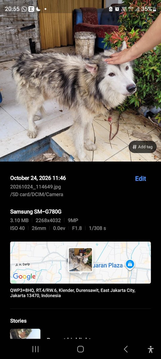annesprivacc's tweet photo. GUYS TOLONG BANTU REPOST YAA

Kemarin pas aku lagi jalan2 ke Ciplaz Klender dan liat2 ruko di kompleknya, ga sengaja ketemu anjing jenis Siberian Husky ini, keadaannya ga terurus banget, kurus dan tempat dia tidur kotor dan berantakan

#dog #anjingterlantar https://t.co/kkOZiI3gXG