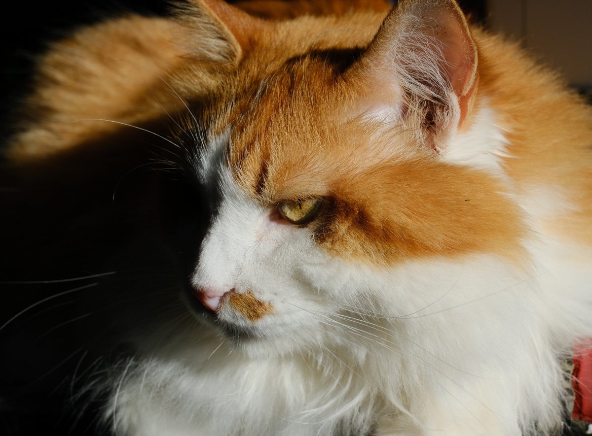 HouseSetting's tweet photo. mother cat                              daughter cat https://t.co/MSgagPEDMt