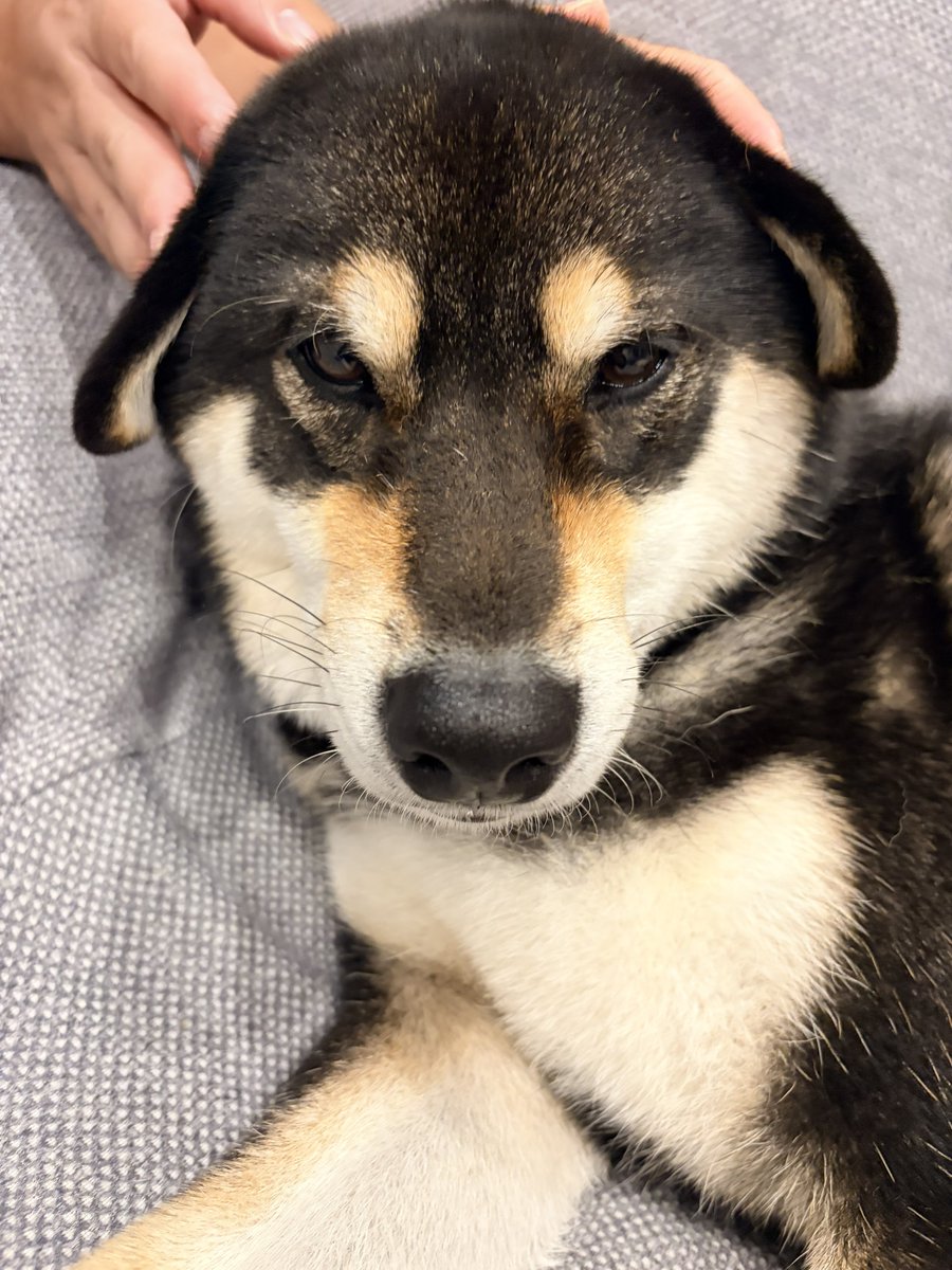 MochiKuroshiba's tweet photo. ぼくおみみくさくないもん https://t.co/e5ZqMPAeuv