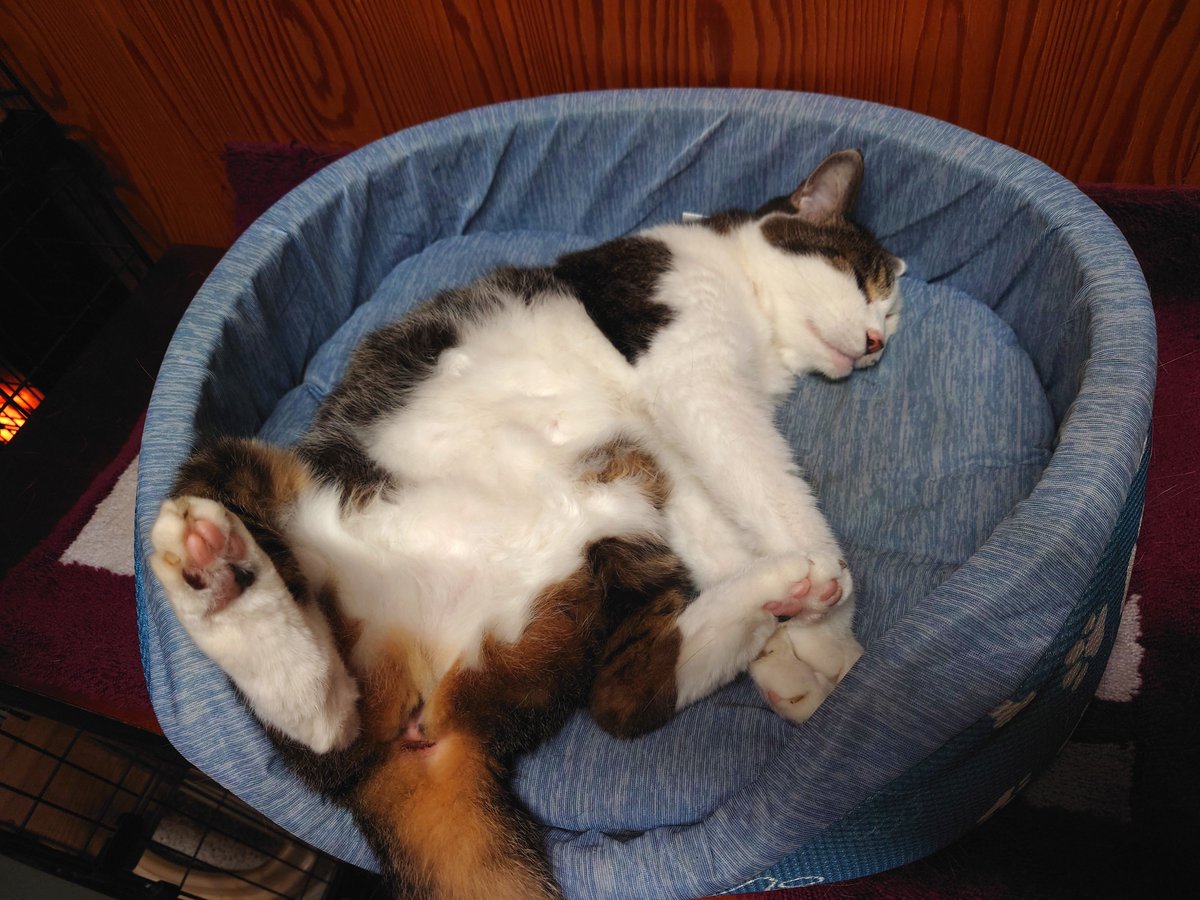 Caffffe_Latttte's tweet photo. 深夜のニャンコ
おーう、せくすぃ〜 https://t.co/uA22r62v1a