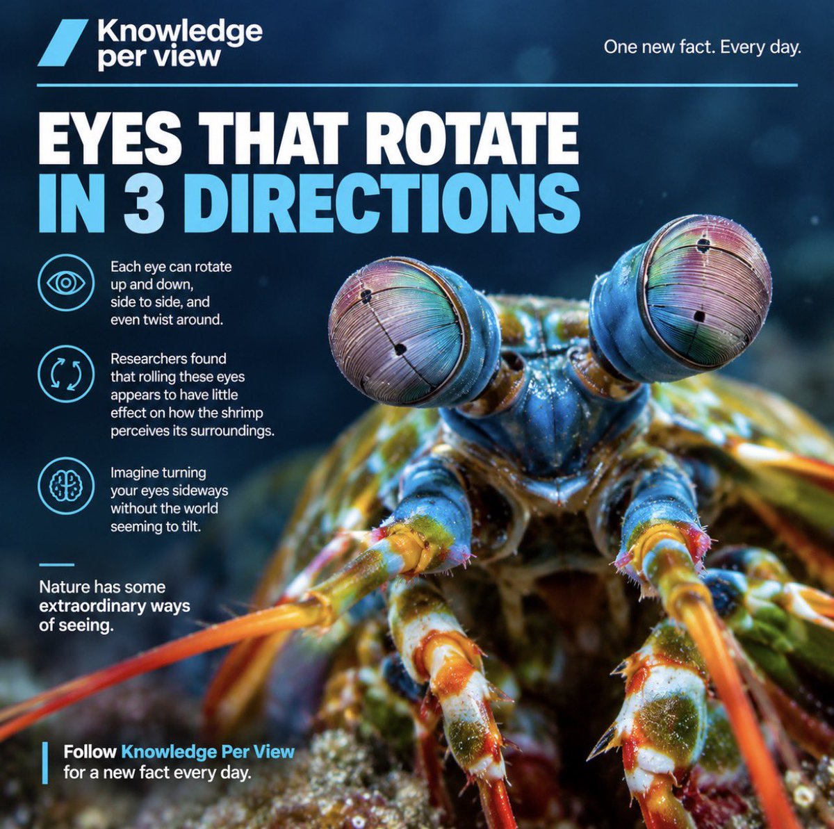 KnowledgePV's tweet photo. A mantis shrimp can rotate each eye in three directions, including a full twist, while its perception of the world stays remarkably stable.

Nature’s vision systems are stranger than we imagine.

Follow Knowledge Per View for a new fact every day. #Biology #animals #insects https://t.co/ebZbgKVxUz