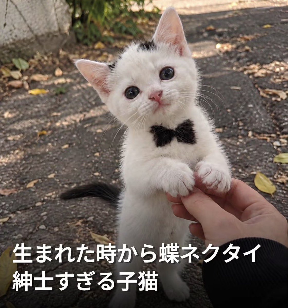sonota_ab's tweet photo. 知り合いがレスバしてる隣で俺は平和なニュースを見てる https://t.co/LV0oTHvcBF