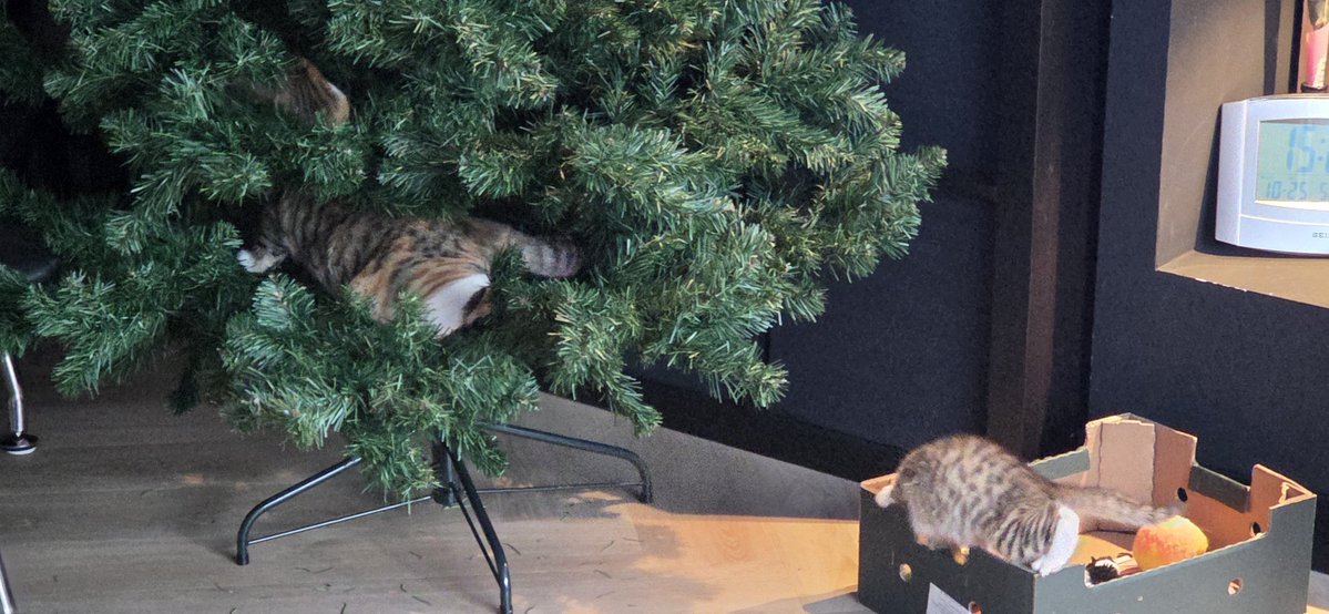 MRS141971's tweet photo. Leuk! Kerstboom🎄 opzetten😃
Nèèèh... Wordt niks zo, met 2 jonge katten
#kerstboom https://t.co/7p9dQTZ9Im