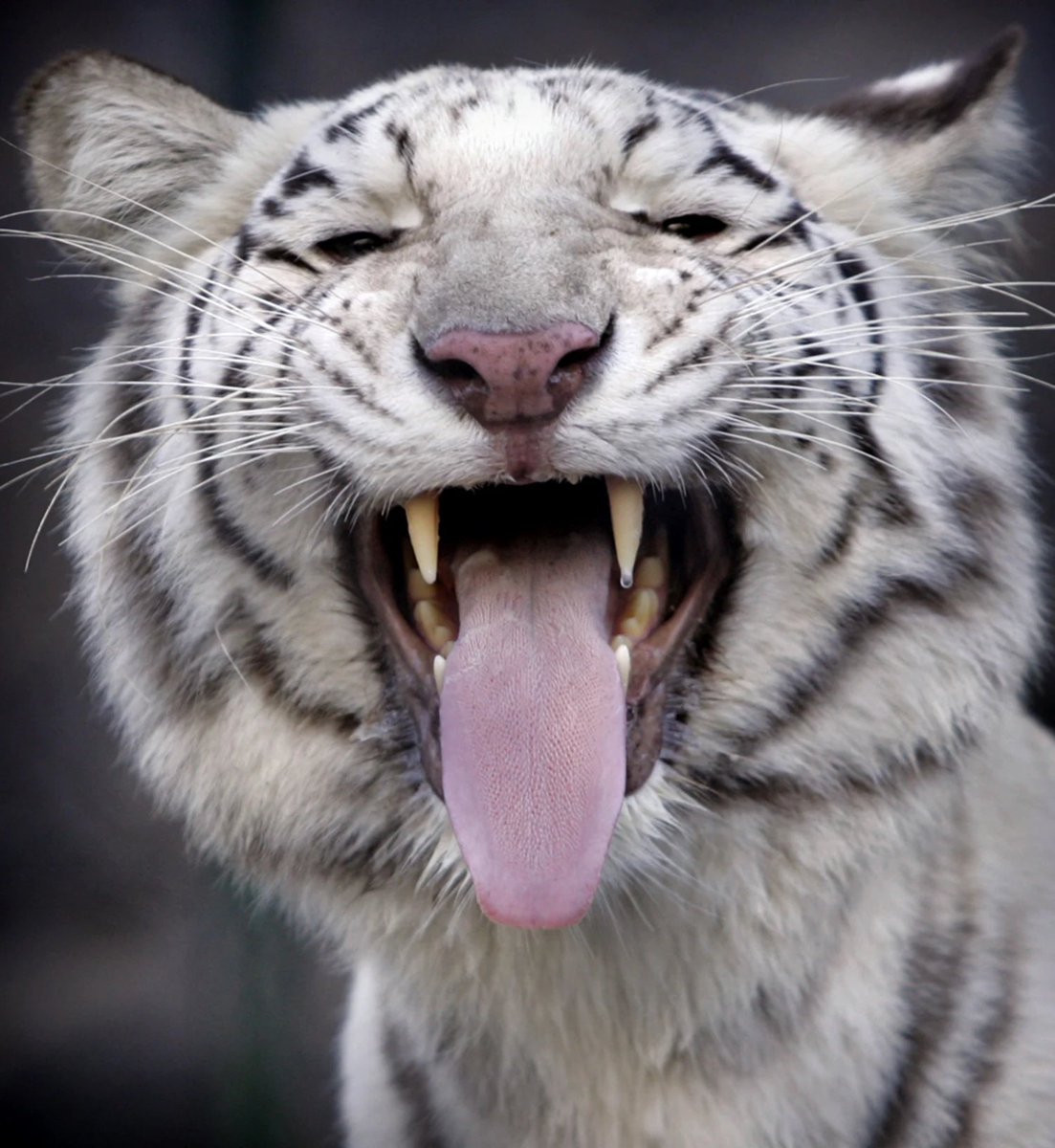 __MisterWhite_'s tweet photo. -⟦🐯⚪⚫⟧: Wazzah https://t.co/st5UtJyBH8