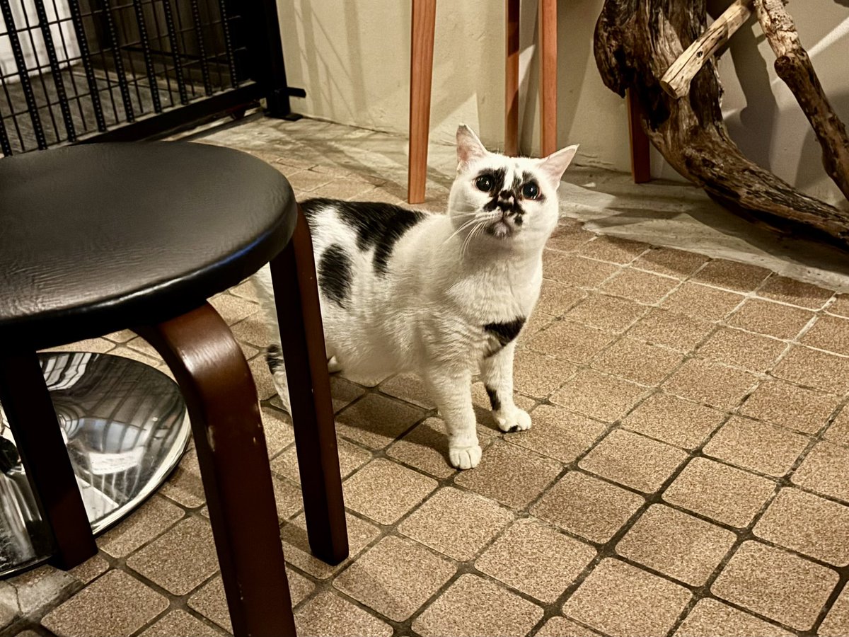 muddycat_atami's tweet photo. https://t.co/AzcuW3S2X8