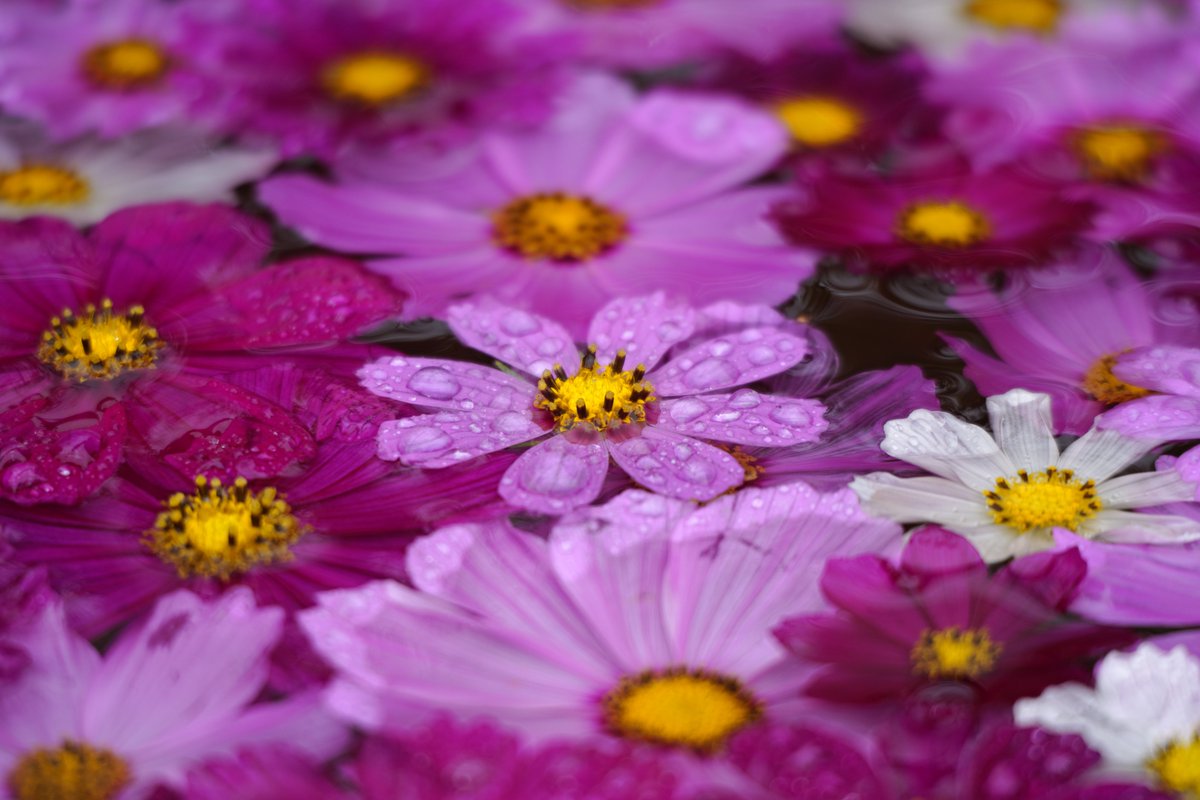 arc_antarc_tic's tweet photo. かざはやの里の秋桜まつりに遊びに行ってきました！
丁度満開で何週でも歩けちゃいます✨
天気も何とかもってくれて良かった～
#Sigmafp #G100D https://t.co/g5AXA5z61T