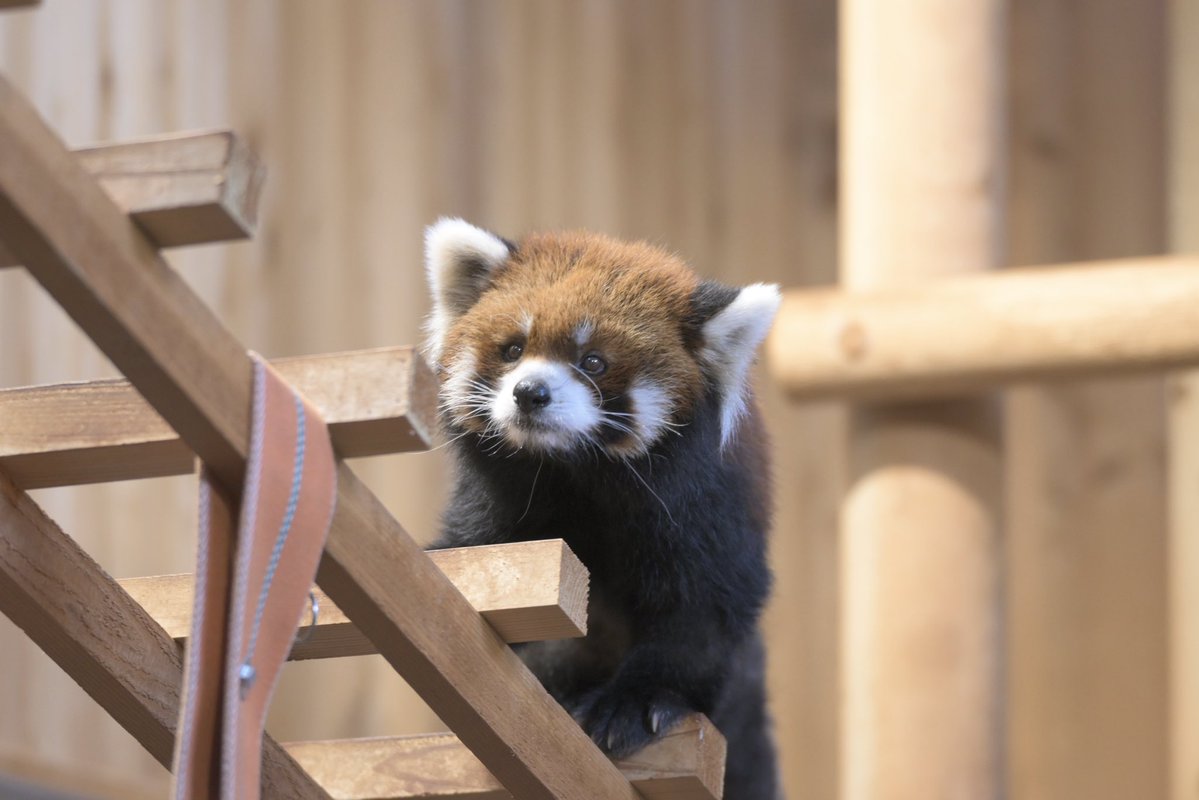 puipui_maa's tweet photo. 午前中はおリンゴ食べず(飼育員さん曰く粘膜便でお腹が痛いとのこと😣)心配でしたが、午後には元気におリンゴ食べていました🍎よかった！

2026.10.24

#鯖江市西山動物園
#レッサーパンダ
#ライト https://t.co/QeXGT2dMD2
