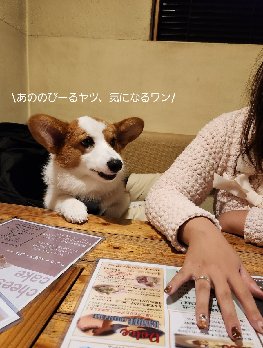 Corgi_Uni_'s tweet photo. チーズフォンデュ食べに行った話。 https://t.co/sbvfo38k9C