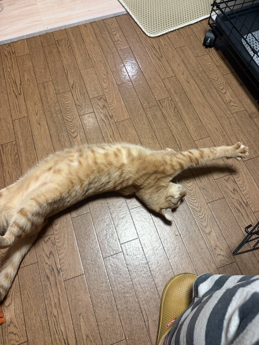 nikukyuuloveda's tweet photo. のび〜〜〜にゃ😸

#元保護猫
#猫のいる暮らし https://t.co/hIO7zhAJWi