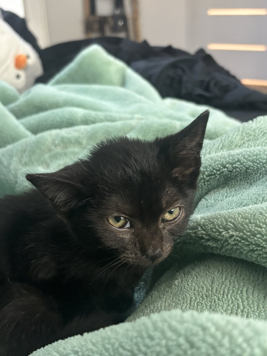 B0KUTOOD's tweet photo. I genuinely own the ugliest cat ever https://t.co/VXCco8DxGL