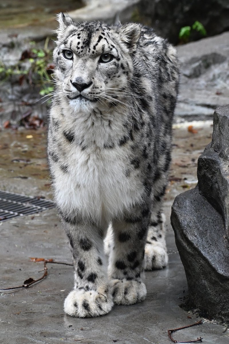 highzie's tweet photo. 今日は午後から大森山動物園
お当番はアサヒだよね♪
あれれれれれ🙃
今日もリヒト😘
📷20261025
#大森山動物園
#ユキヒョウ https://t.co/qn3TPnKVCf