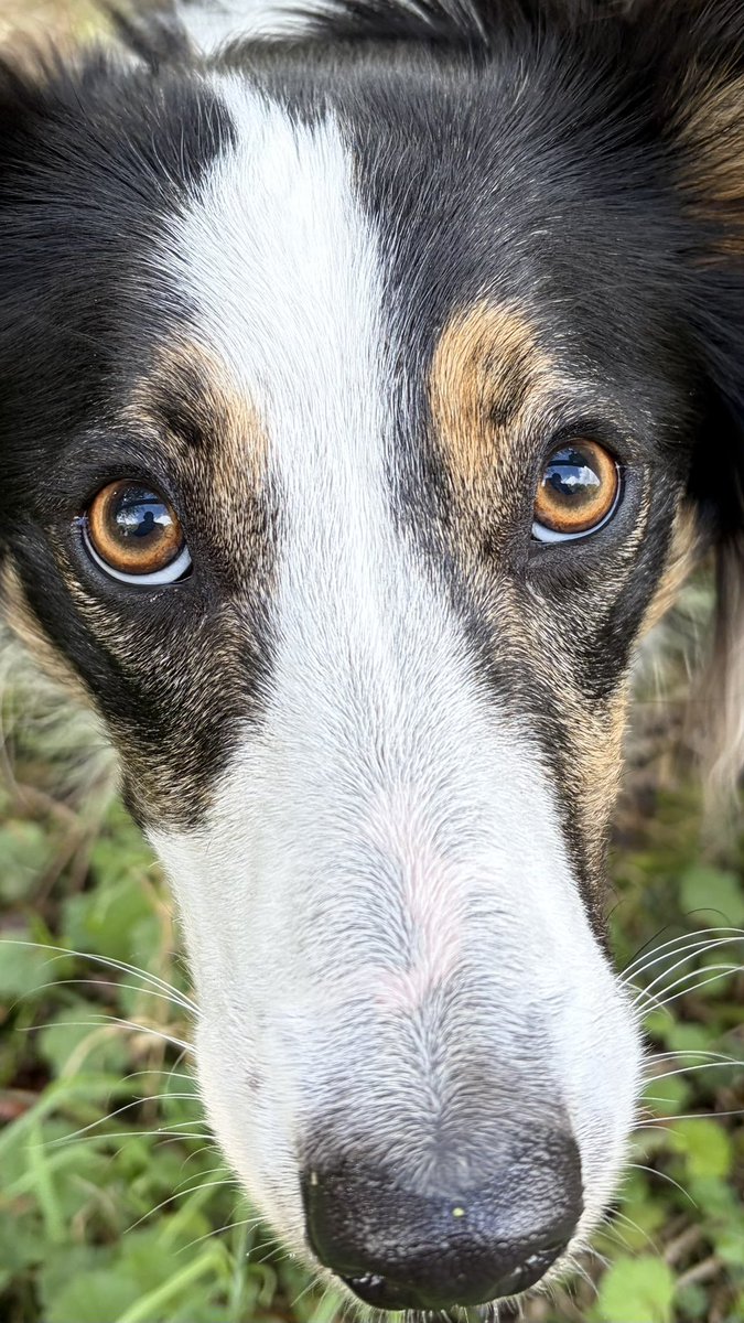 Kesthecollie's tweet photo. Maybe you would like to think about frowinit https://t.co/zmpjTuArTZ