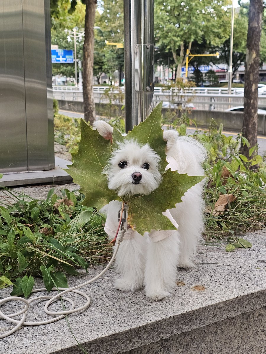 ssalpowder's tweet photo. 낙엽을 썼어요 https://t.co/UyocOEBilU
