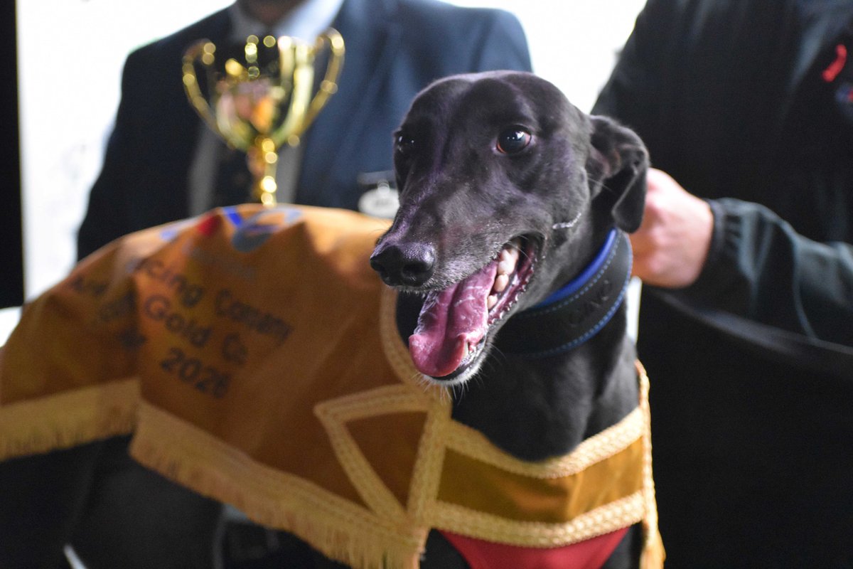 DunstallDogs's tweet photo. Your two newest Category One champions 😍

Ballydoyle Tina and Avarua Lake 🙌

Congratulations again to both greyhounds and their connections!

#DunstallPark 🐾 https://t.co/66XwDV5eNW