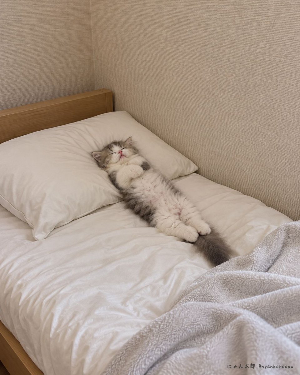 nyankorooow's tweet photo. 月曜日が存在しない世界の住人。 https://t.co/Aly3B7gLrB