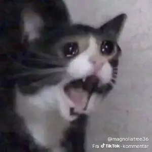 Anini_Elira's tweet photo. @666HeroHero DON'T LOOK AT IT https://t.co/GqOONcosyk