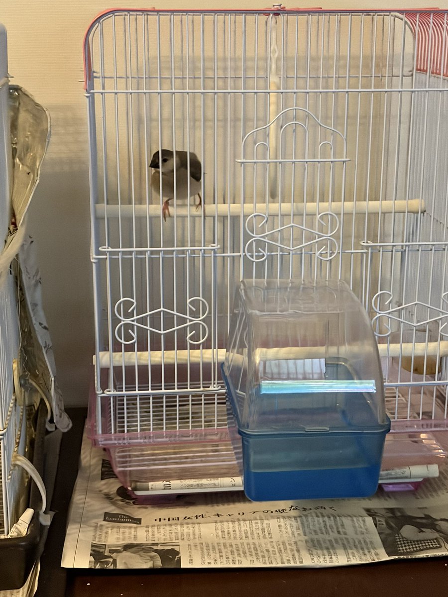 Akihimari2's tweet photo. レオ新しい小屋へ… https://t.co/coIkhTrdNu