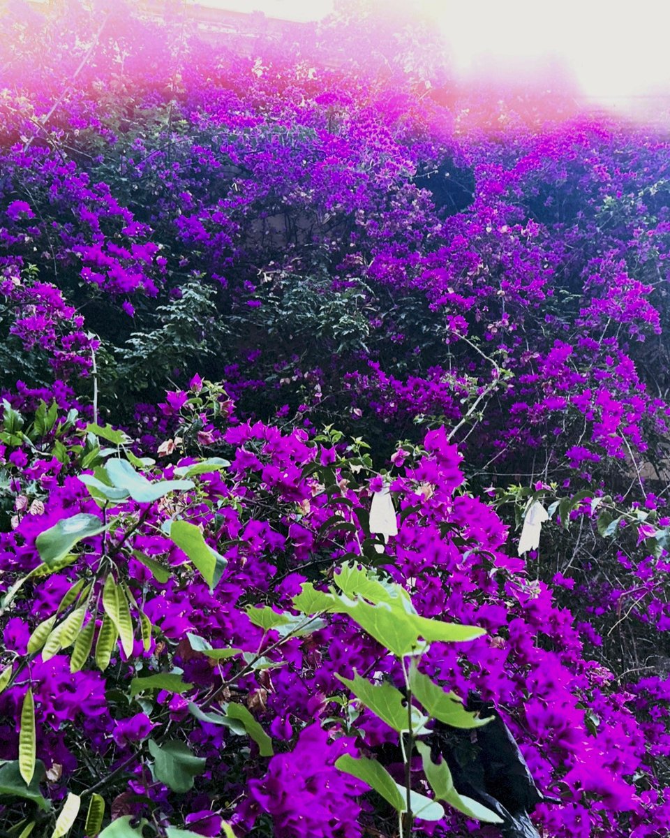 dfnslvtr's tweet photo. purple: museum at night, flowers in daylight, me on a boat in a fur coat. range. https://t.co/3Zxx0sX1Fm