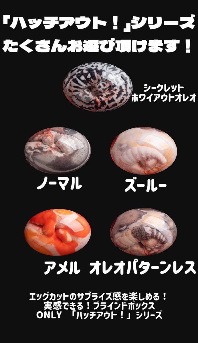 SHN_reptiles's tweet photo. 「ハッチアウト！」シリーズブラインドエッグ？ボックス商品のお知らせ📢

🥚✨【新商品登場！】✨🥚

ただの置物じゃない！？
自分の手で「孵化」を体験できる、新感覚の爬虫類エッグが登場！🐍🦎🐢

本物の爬虫類の卵をリアルに再現！
卵殻の質感までこだわった、ワクワク感満載のブラインドボックスです🔥

・ニシアフリカトカゲモドキ→まずはこちらのご紹介です！
ノーマル、アメル、ズールーとオレオパターンレス4つになります！
シークレットは大人気のホワイトアウトオレオです！

・シシバナヘビ
・ジャイアントゲッコー
・クレステッドゲッコー

🥚 何が生まれるかは開けてからのお楽しみ！
🥚 豊富なバリエーション！
🥚 激レアなシークレットモデルも！？(出現確率はなんと1％（1/100）！ )

爬虫類好きにはたまらないコレクションアイテム✨

あなたはどの子を孵化させたい？👀

#爬虫類 
#爬虫類グッズ 
#ブラインドボックス 
#シークレット
#SHNREPTILES