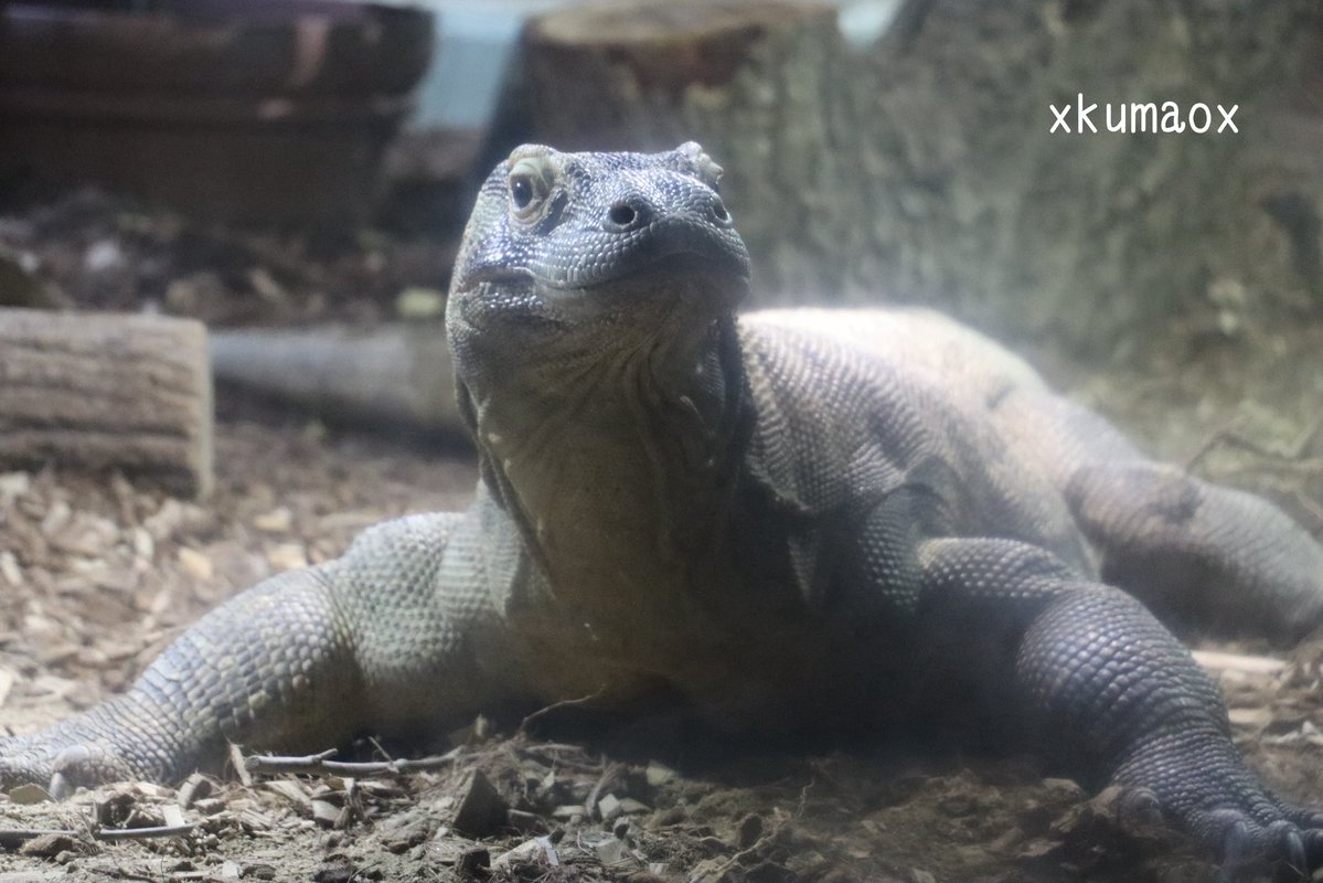 XkumaoX's tweet photo. タロウくん。 #東山動植物園 #コモドドラゴン https://t.co/OOhXekfpEd